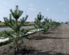 В поселке Южный в честь 80-летия со дня освобождения Краснодарского края от немецко-фашистских захватчиков и завершения битвы за Кавказ появится памятная сосновая алея.