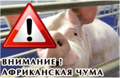Памятка по профилактике и ликвидации африканской чумы свиней