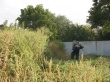 Ведётся борьба с амброзией