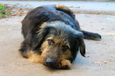 5 июля в  поселке Южный будет организован отлов бездомных собак