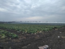 Иностранные граждане нелегально работали на территории Новотитаровского сельского поселения