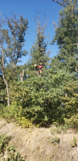 Обрезка деревьев