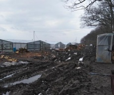 Граждане Узбекистана нелегально работали в теплицах